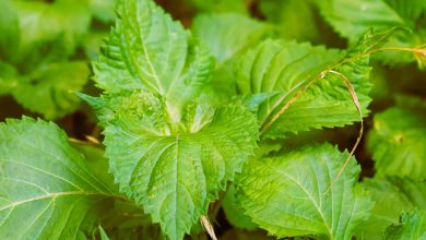 Top 10 Perilla Mint (Shiso) Uses And Benefits 