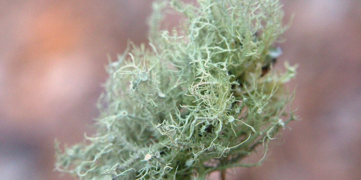 Usnea Lichen Identification Guide and Common Look-Alikes