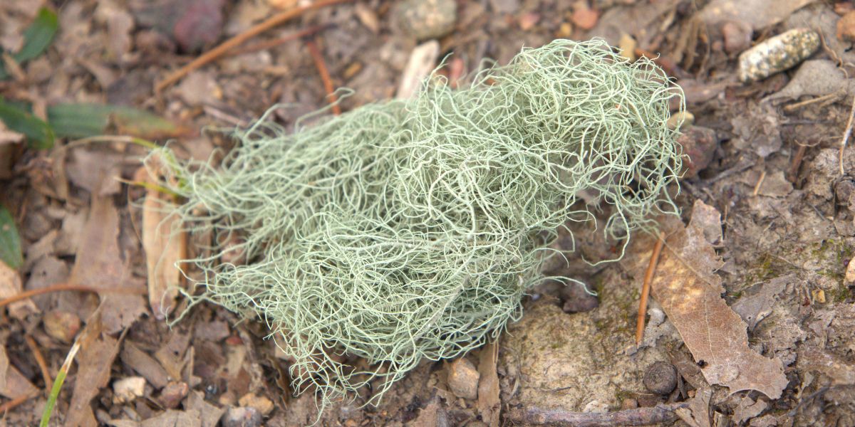 15 Astounding Usnea Benefits and Uses You Never Knew About