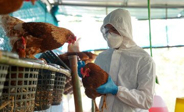 Bird Flu Mutation Raises Pandemic Red Flags