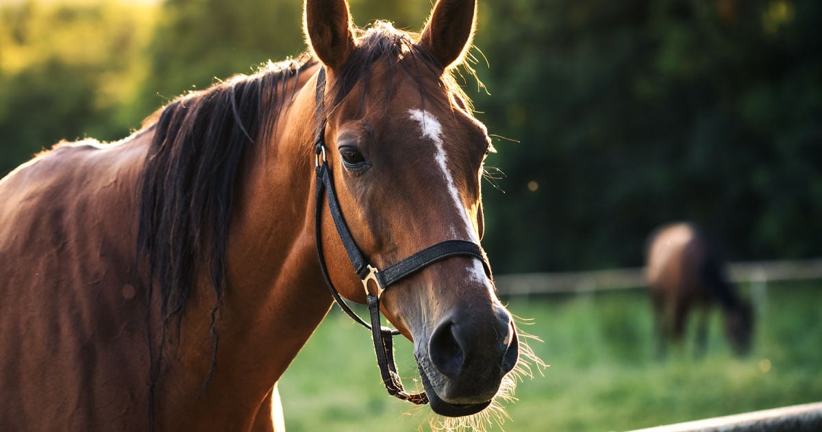 Missouri Homeowner Fatally Shoots Intruder Who Prayed to Horse, Attacked Dog, and Tried to Break In