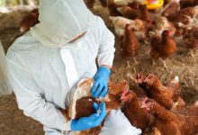 Dr. Lena Wen: Lack Of Testing Doesn’t Mean Bird Flu Isn’t In Humans