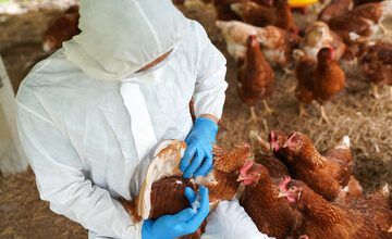 Dr. Lena Wen: Lack Of Testing Doesn’t Mean Bird Flu Isn’t In Humans