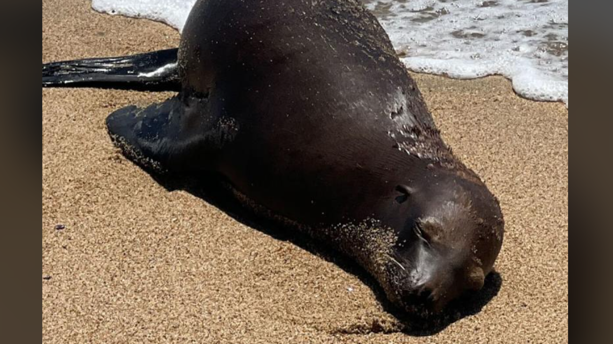 Injured sea lion