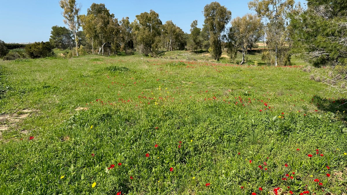 Fields of anemones grow in Kibbutz Nahal Oz. (Photo: Efrat Lachter.)