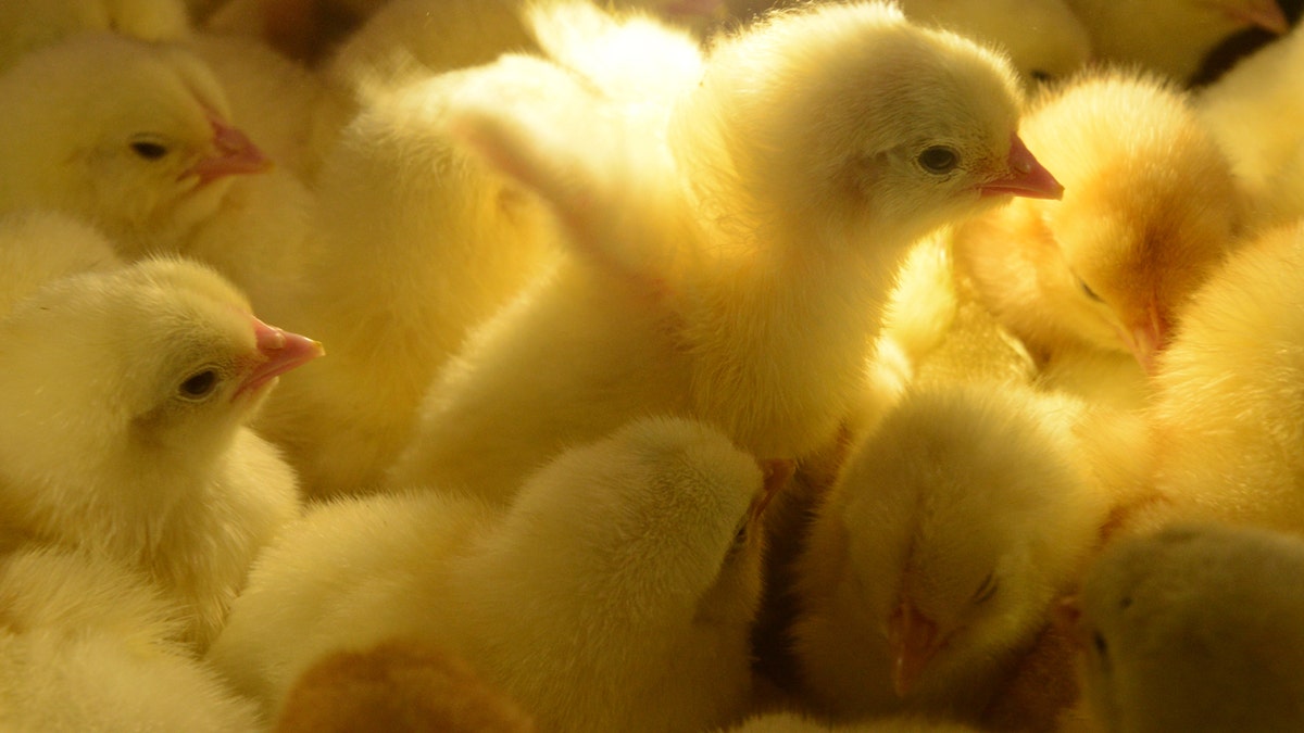 Baby chicks