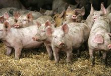 PRION-CONTAMINATED PORK ALERT: All U.S. Pigs Can Be “Vaccinated” Via mRNA Shots & UNLABELED