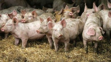 PRION-CONTAMINATED PORK ALERT: All U.S. Pigs Can Be “Vaccinated” Via mRNA Shots & UNLABELED