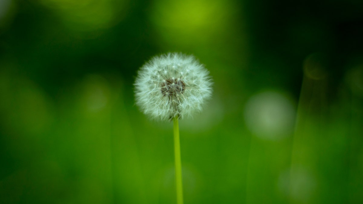 A single dandelion with a blurry background