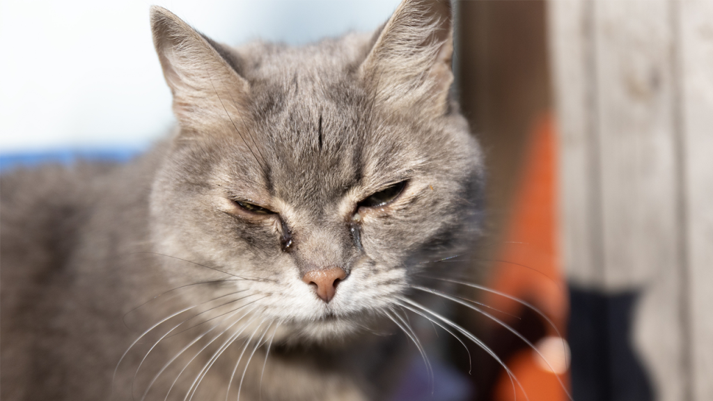 New York’s Suffolk County approves law punishing convicted animal abusers if they own pets