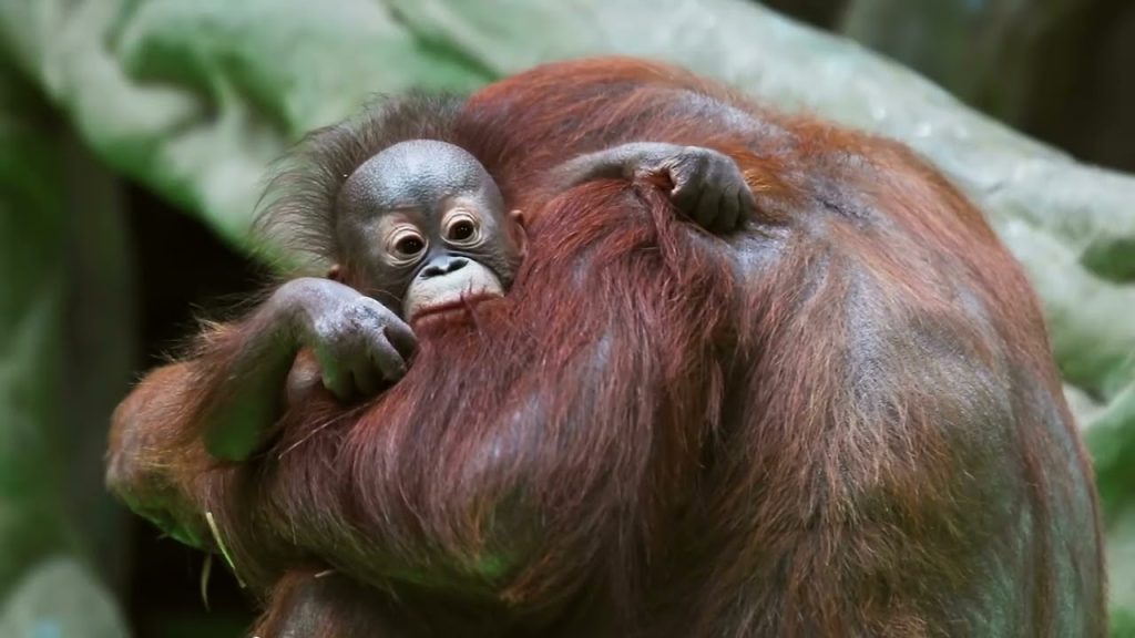 Website Homepage Video