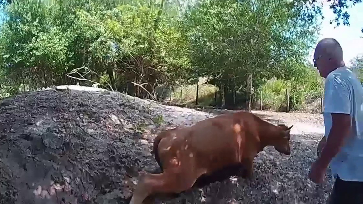 Cow in Florida