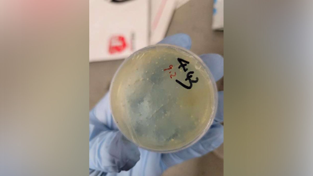 Chengxuan Han is facing multiple federal charges after allegedly mailing numerous biological samples from China to the United States.