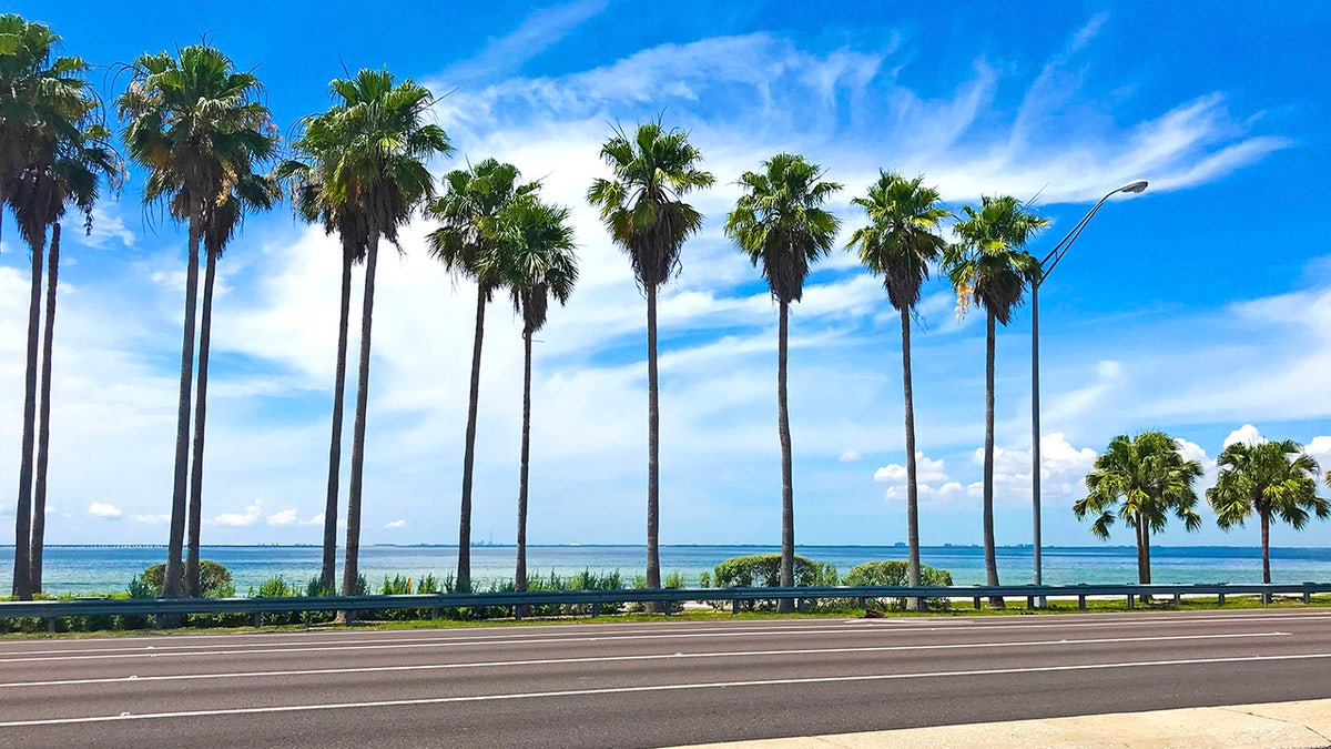 palm trees next to courtney campbell causeway on a sunny day