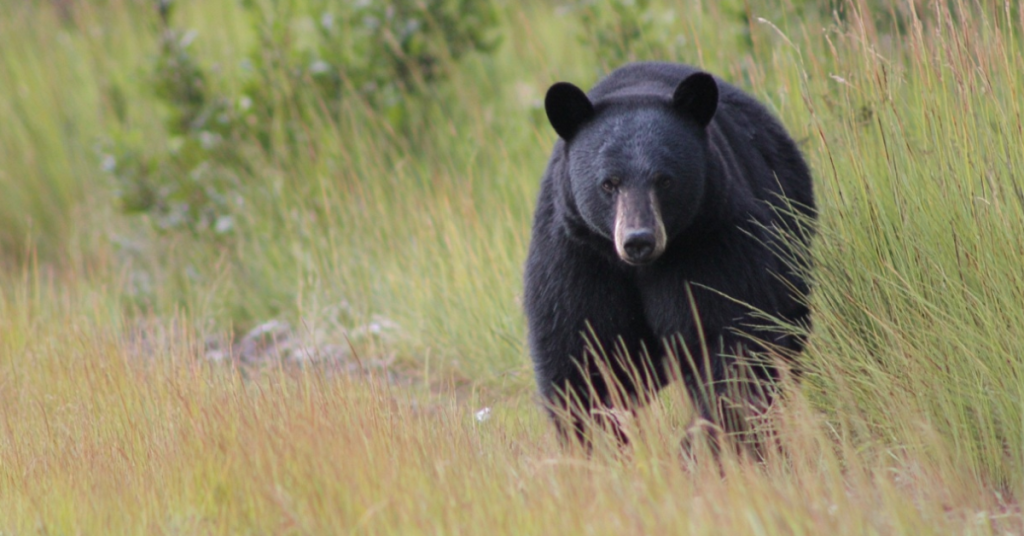 Self-Defense Shooting Of Black Bear Justified In Pennsylvania, Officials Say Self-Defense Shooting Of Black Bear Justified In Pennsylvania, Officials Say