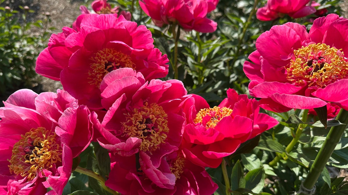 Peonies in bloom