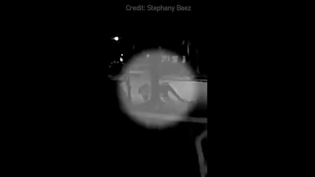 Think Your EDC Can Handle a Mountain Lion Attack?