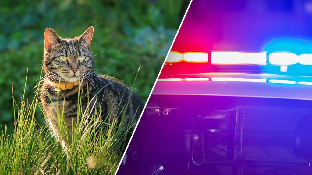 California police make gruesome feline discovery in U-Haul van; owner faces animal cruelty charges California police make gruesome feline discovery in U-Haul van; owner faces animal cruelty charges