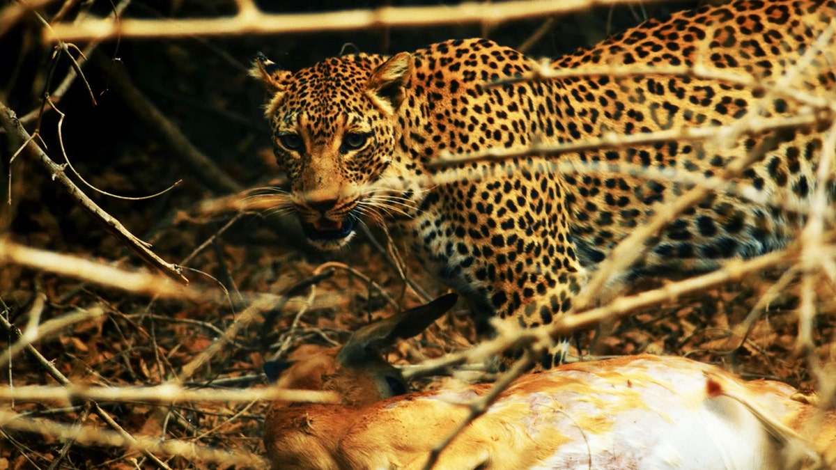 A close-up of a Jaguar