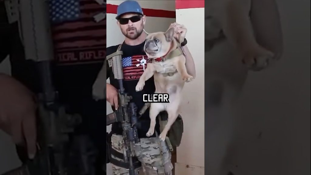How do Navy Seals clear a room? Watch this. #shorts #dogs #navyseal #funny #training