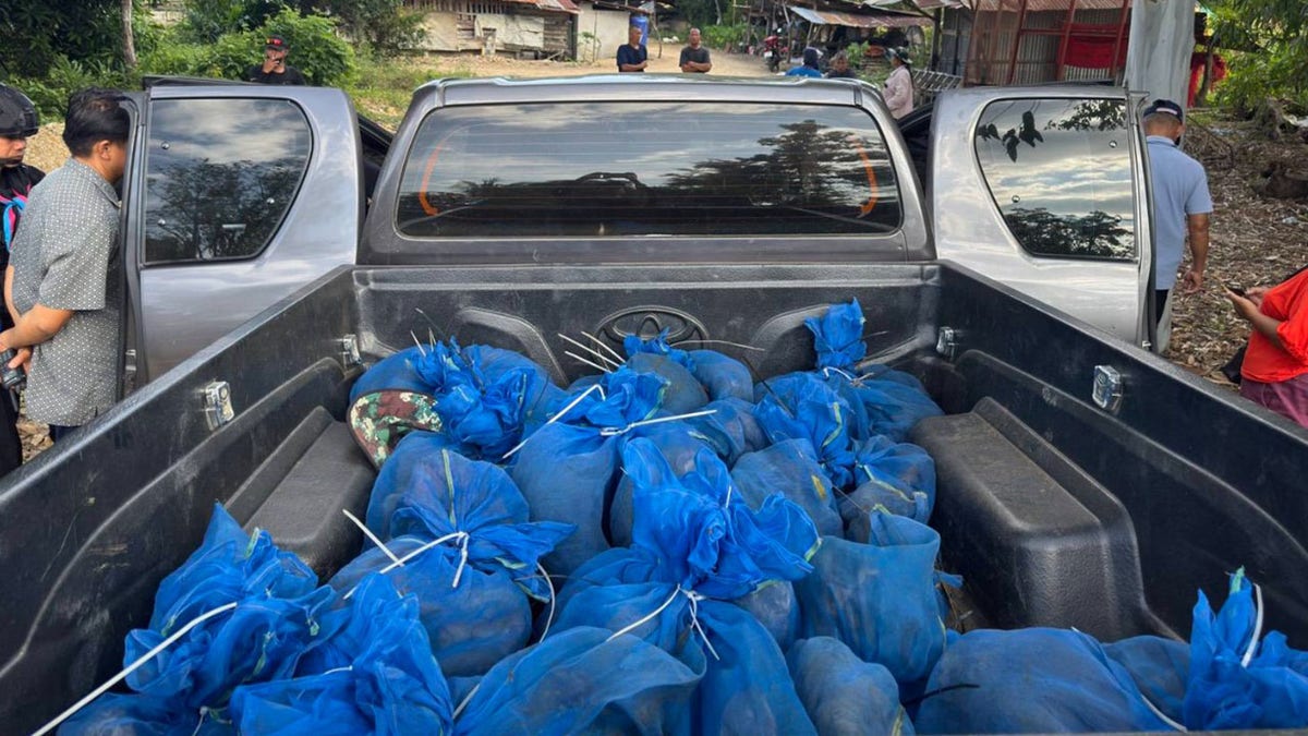A truck with 81 monkeys stuffed in blue bags
