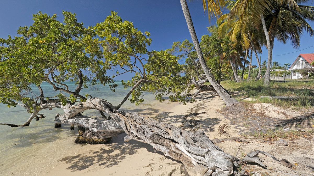 Punta Uva beach in Puerto Viejo de Talamanca