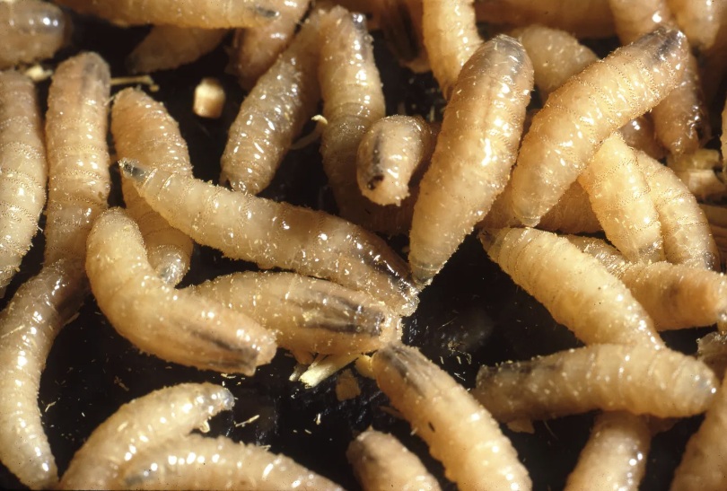As Screwworm Spreads, USDA Partners With DHS Attempting To Control It As Screwworm Spreads, USDA Partners With DHS Attempting To Control It