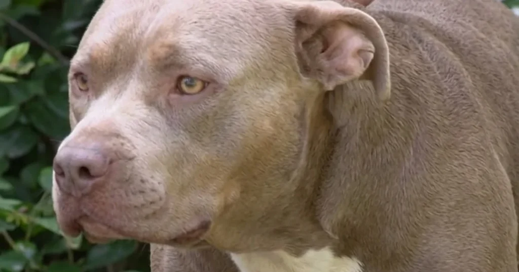 Norfolk Neighbor Shoots and Kills One of Four Loose Dogs After a Woman Says She Was Attacked and Bitten in the Street Norfolk Neighbor Shoots and Kills One of Four Loose Dogs After a Woman Says She Was Attacked and Bitten in the Street